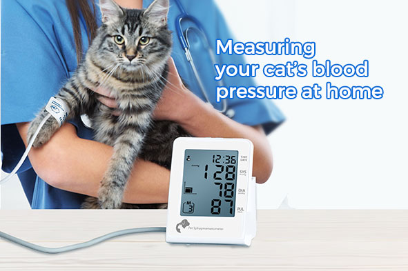 Measuring your cat’s blood pressure at home Measuring your cat’s blood pressure at home